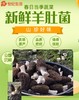 新鲜羊肚菌【TC】 商品缩略图1