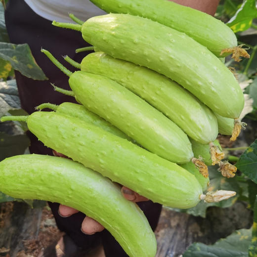 生态白玉奶油黄瓜（顺丰包邮） 商品图0