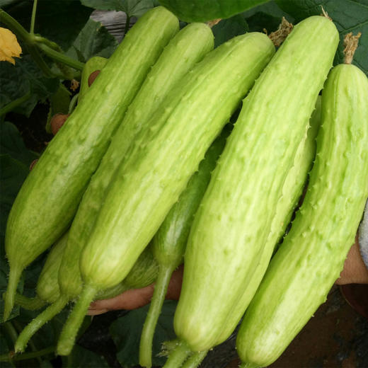 生态白玉奶油黄瓜（顺丰包邮） 商品图1