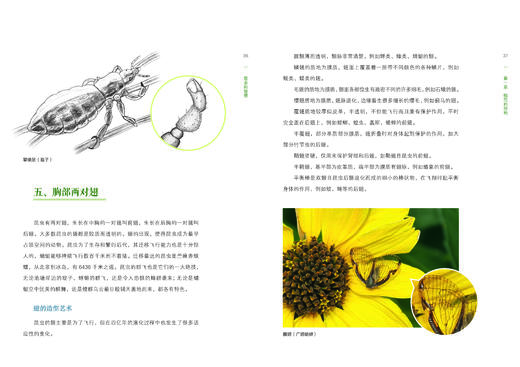 昆虫的智慧978-7-5219-1887-8 商品图2