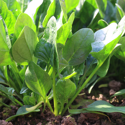 每日现摘  农家自种菠菜  细嫩爽口  新鲜可见  菠菜  300g 商品图1