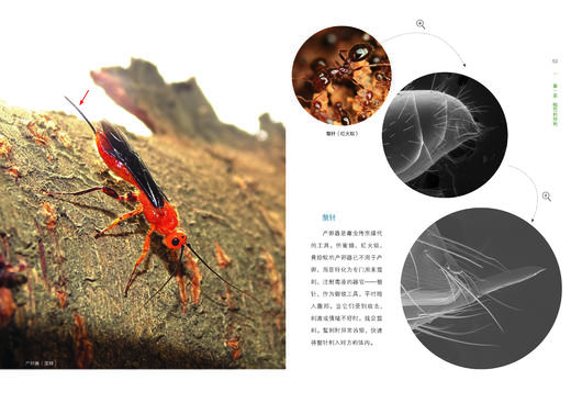 昆虫的智慧978-7-5219-1887-8 商品图4