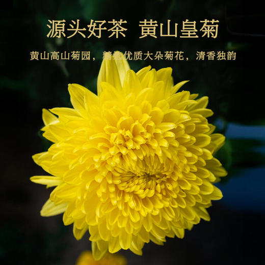 同仁堂（TRT）金丝皇菊花茶 一朵一杯大朵菊花特级养生茶泡水喝的花草茶叶30g 商品图2