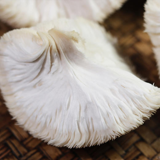 【果蔬精选】福建古田新鲜猴头菇 新鲜采摘 鲜香细腻 洁白饱满 深山种植 商品图2