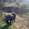 【3分起发】生态无抗黑山猪 500g/份 精分割 慢养300天 商品缩略图2