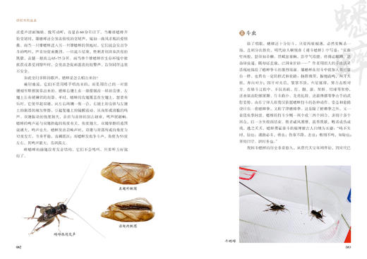 诗经里的昆虫978-7-5219-1767-3 商品图5