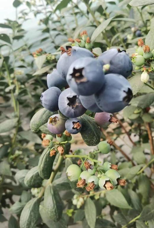 【4月3日客服中心自提】蓝莓大果装 优瑞卡15-18mm 三盒/五盒装 商品图4