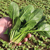 每日现摘  农家自种菠菜  细嫩爽口  新鲜可见  菠菜  300g 商品缩略图3