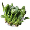 每日现摘  农家自种菠菜  细嫩爽口  新鲜可见  菠菜  300g 商品缩略图4