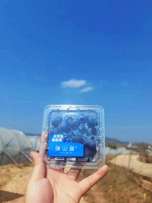 【4月3日客服中心自提】蓝莓大果装 优瑞卡15-18mm 三盒/五盒装 商品图1