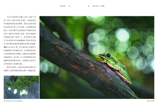 探秘两栖爬行动物 978-7-5219-1766-6 商品图4