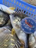 & 🔥海钓黄翅鱼💦清蒸或煲汤都好吃😋活冻 商品缩略图0