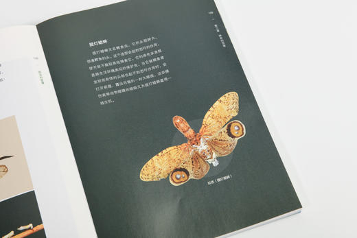 昆虫的智慧978-7-5219-1887-8 商品图8