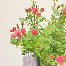 【绿植】月季