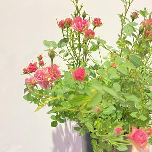 【绿植】月季 商品图0