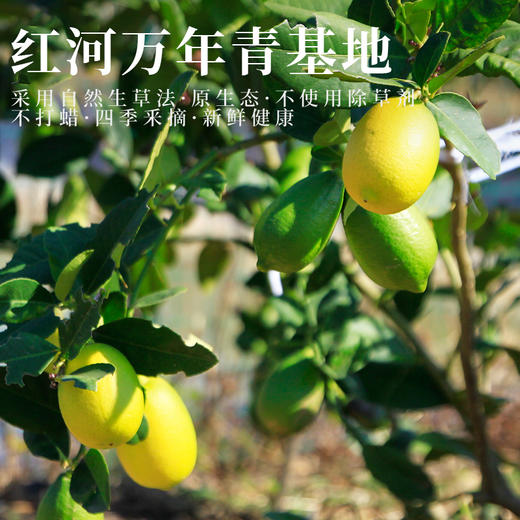 云南有机香水柠檬 商品图3