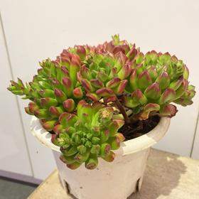 【绿植】多肉-灯笼