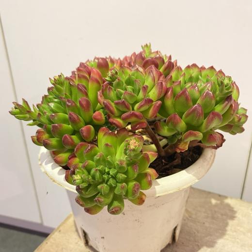 【绿植】多肉-灯笼 商品图0