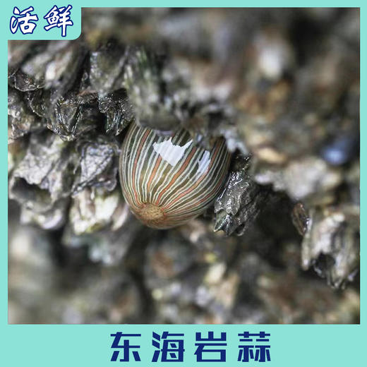 东海岩蒜 商品图1