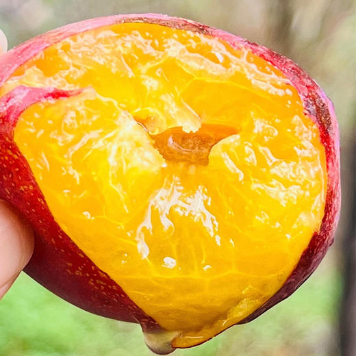 🌹智利海运西梅，颗粒大而饱满，浅玫紫色，沉甸甸的很硬实，咬上去脆爽绵滑，金黄色果肉甜美鲜活，沙甜～～😋😋 商品图0