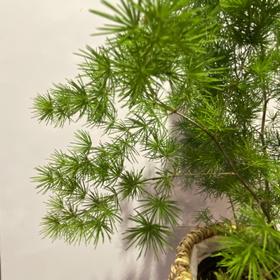 【绿植】蓬莱松