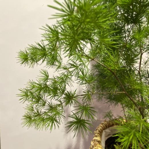 【绿植】蓬莱松 商品图0