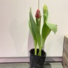 【绿植】郁金香 商品缩略图1