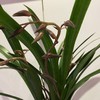 【绿植】墨兰 商品缩略图0
