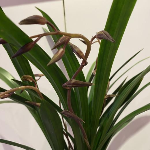 【绿植】墨兰 商品图0