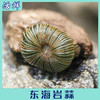东海岩蒜 商品缩略图0