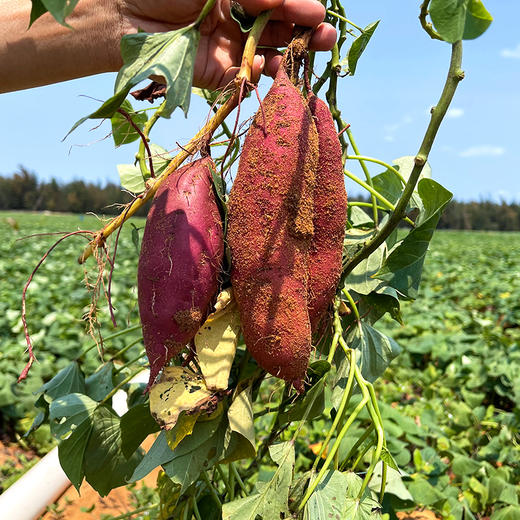 『海南桥头地瓜』新鲜采挖，粉糯细腻，红薯界的爱马仕 商品图8