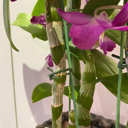 【绿植】石斛兰 商品图1