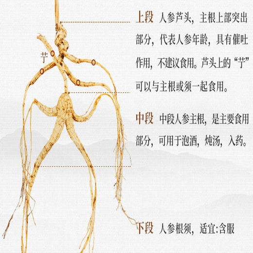 有机林下野山参 15年以上【产地：长白山】 商品图6