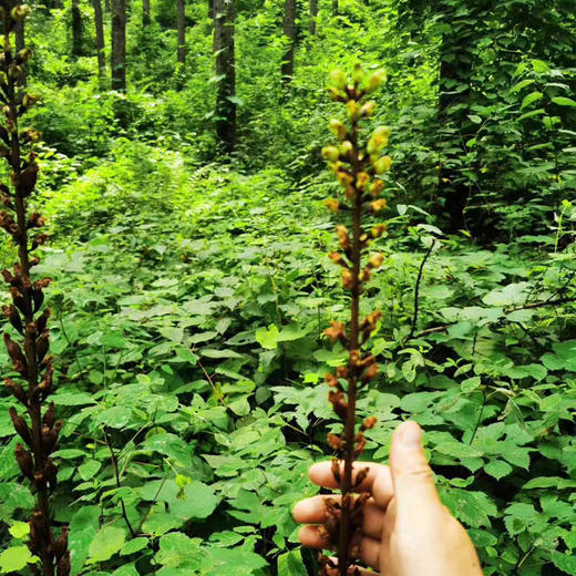 长白山有机野生天麻（净重200克/罐） 商品图7