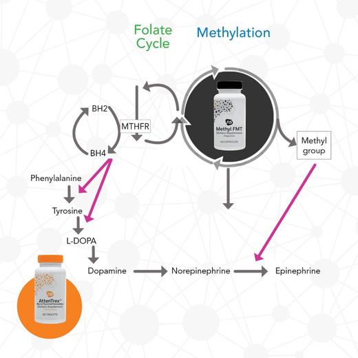 【专注力多巴胺因子-儿童咀嚼片】AttenTrex L-酪氨酸+活性B6+VC 儿童喜欢树莓口味咀嚼片  专注力和学习注意力 商品图2