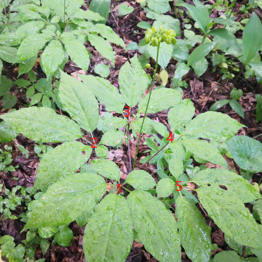 有机林下野山参 15年以上【产地：长白山】 商品图5