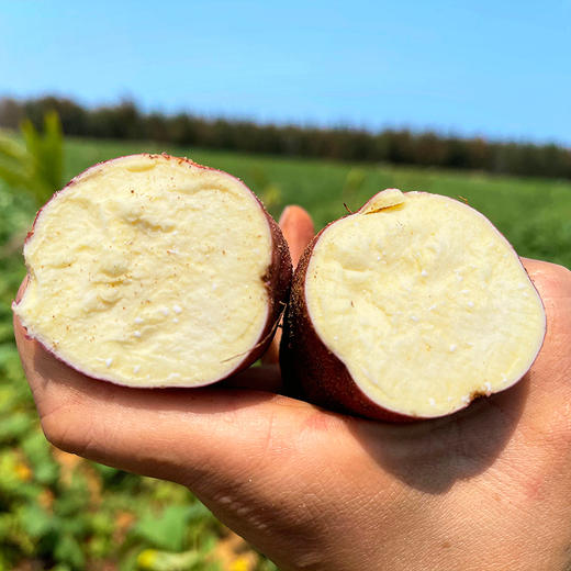 『海南桥头地瓜』新鲜采挖，粉糯细腻，红薯界的爱马仕 商品图9