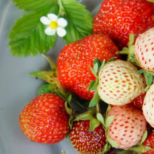 红白双色草莓 RED&WHITE STRAWBERRY 商品图0