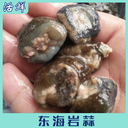 东海岩蒜 商品图2