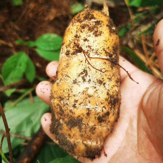 长白山有机野生天麻（净重200克/罐） 商品图6