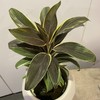 【绿植】巧克力朱娇 商品缩略图2