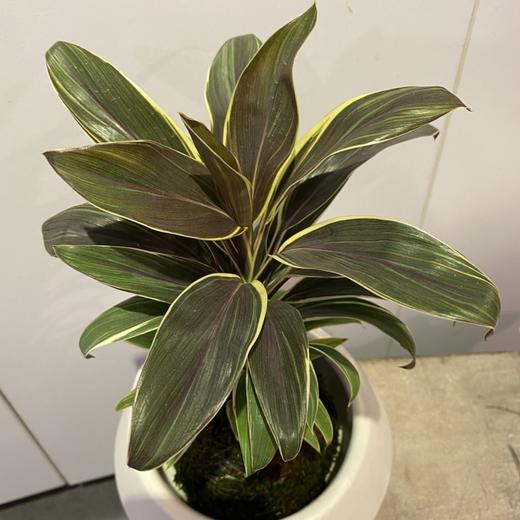 【绿植】巧克力朱娇 商品图2