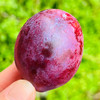 🌹智利海运西梅，颗粒大而饱满，浅玫紫色，沉甸甸的很硬实，咬上去脆爽绵滑，金黄色果肉甜美鲜活，沙甜～～😋😋 商品缩略图1