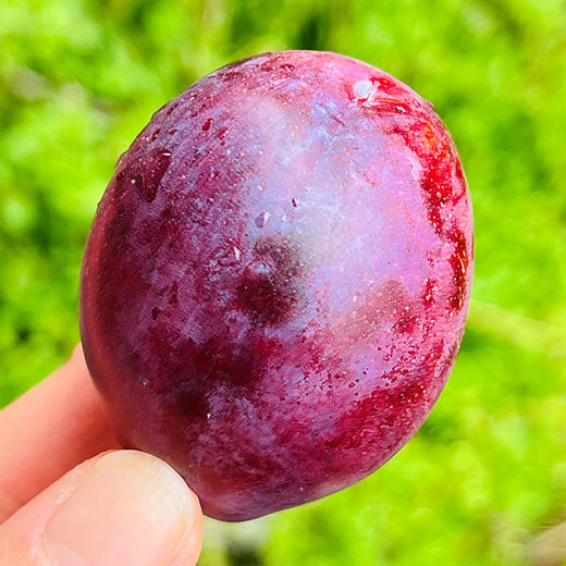 🌹智利海运西梅，颗粒大而饱满，浅玫紫色，沉甸甸的很硬实，咬上去脆爽绵滑，金黄色果肉甜美鲜活，沙甜～～😋😋 商品图1