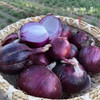 有机紫洋葱（基地直发-京东快递）  |  5斤大小混装，来自河北张家口，生产者：李鹏飞，【合作生产，公平贸易】 商品缩略图0