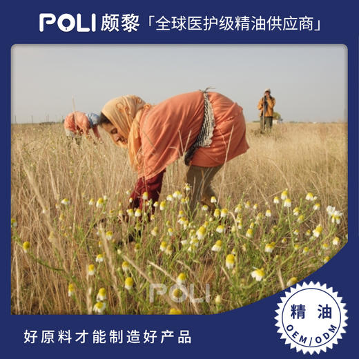 摩洛哥进口野生洋甘菊精油单方精油原料批发 颇黎进口按摩天然精 商品图0