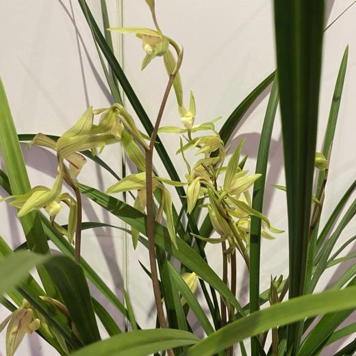 【绿植】礼盒兰花 商品图0