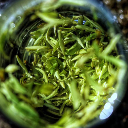 醒世茶业丨醒世小碧螺 乌蒙甘露 早春绿茶 四川绿茶 明前特级 50g/100g 新旧包装随机发货 商品图4