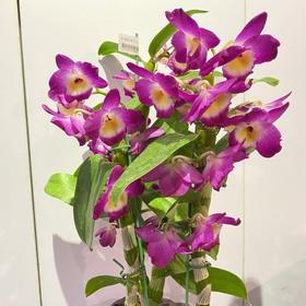 【绿植】石斛兰