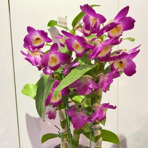 【绿植】石斛兰 商品图0